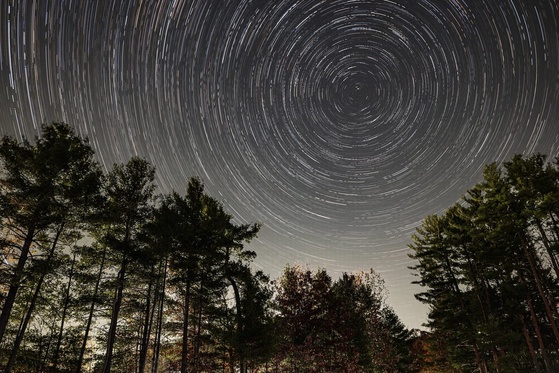 Concentric star trails circling the celestial pole above a stand of tall pine trees