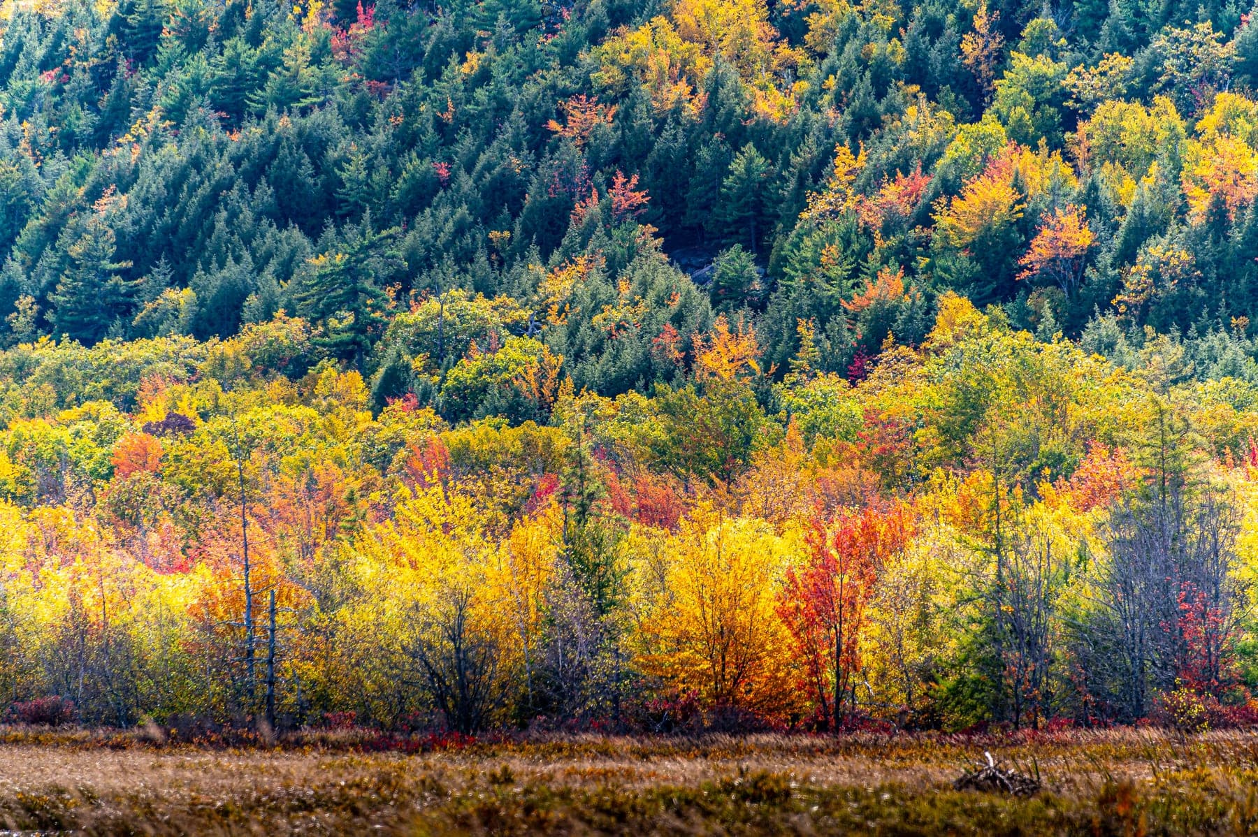 A hillside of mixed autumn forest turning red, orange, and gold