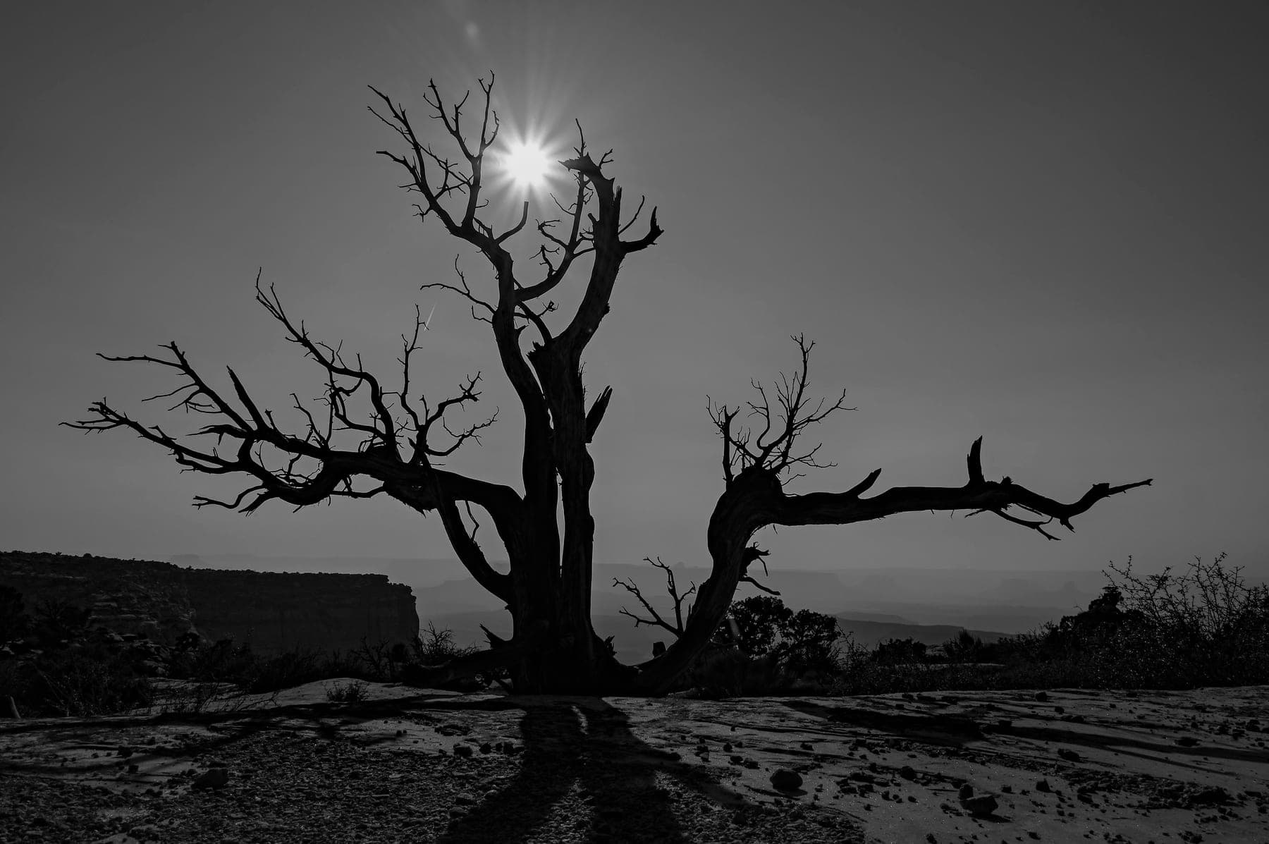 The silhouette of a bare twisted tree against a bright full moon